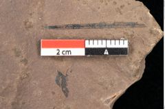 Foto (Detailsansicht) von Quercus palaeoilex Ettingshausen (NHMW-GEO-2024-0188-0831)